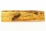 Detailed Fossil Caddisfly, Fungus Gnat, and True Midge In Baltic Amber #288485-1